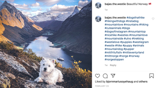 A Brief Interview With a Man Who Takes Majestic Photos of His Tiny, Impossibly Athletic Dog